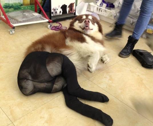 丝袜狗
