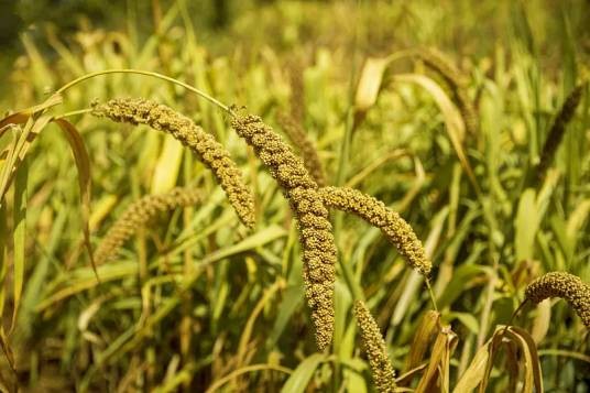 粟(禾本科狗尾草属植物)