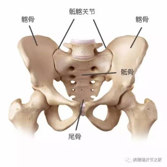 骶髂关节