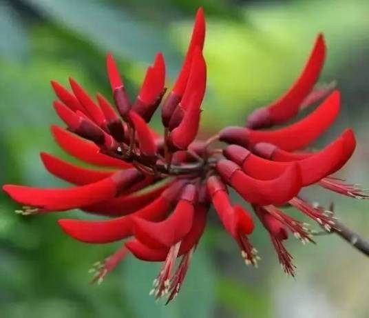 龙牙花