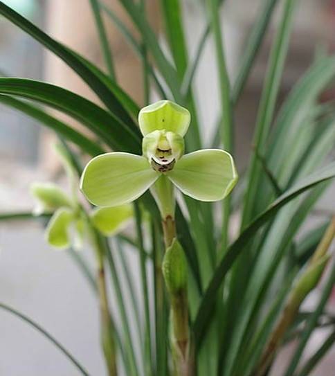 春兰（兰科兰属植物）