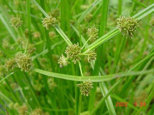 莎草（莎草科莎草属多年生草本植物）
