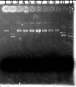 分子生物学（自然科学门类）