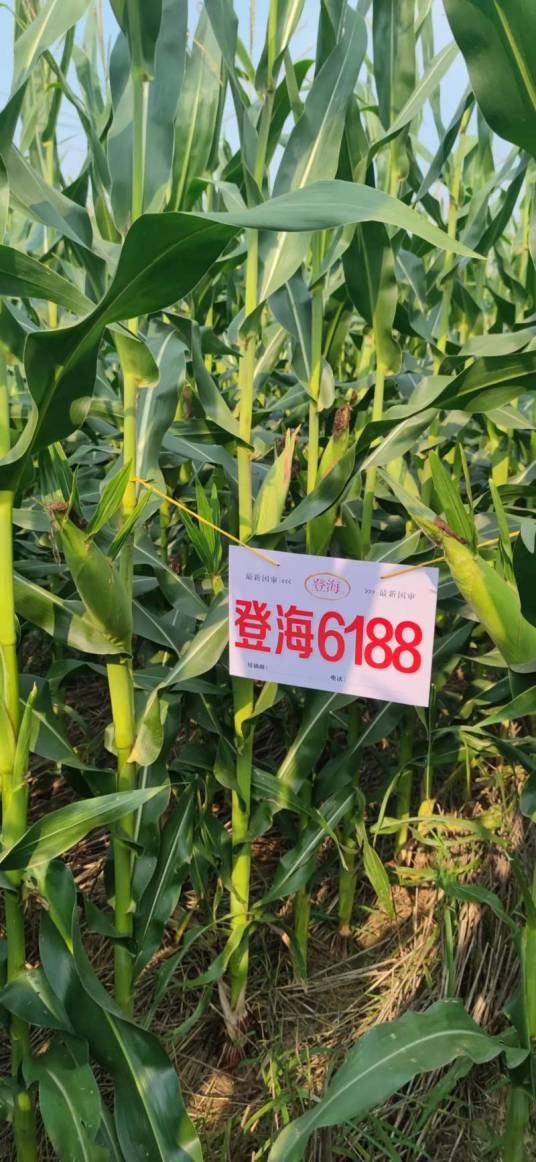 登海6188