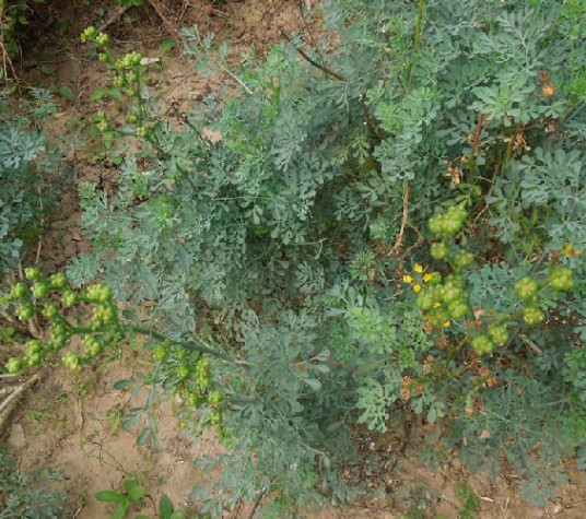 芸香草(中药)