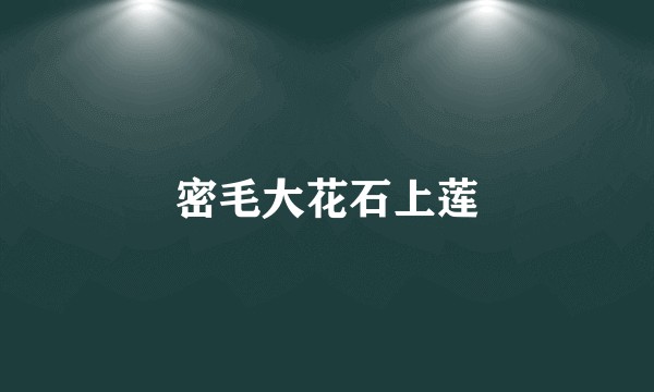 密毛大花石上莲