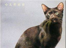 哈瓦那棕猫
