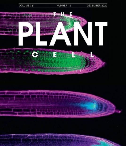 plant cell