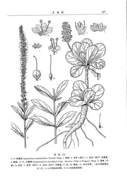 胡黄莲（玄参科胡黄莲属植物）