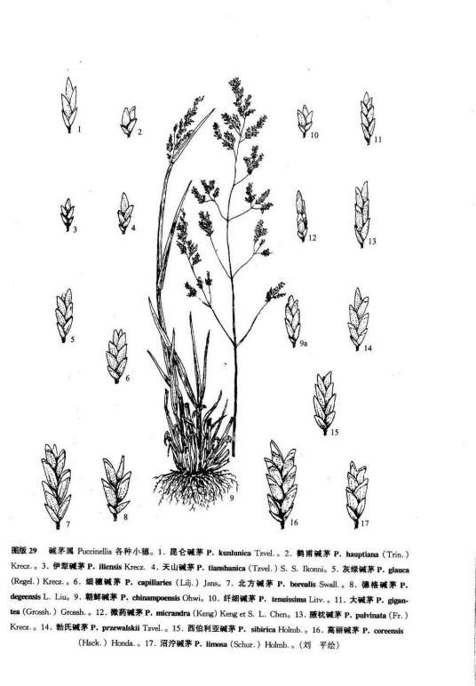 微药碱茅