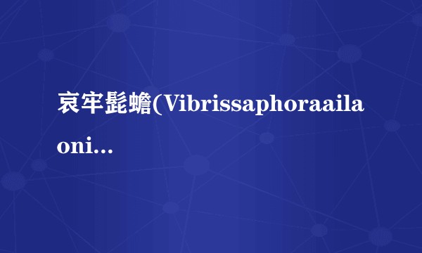 哀牢髭蟾(Vibrissaphoraailaonica)（中国特有珍稀两栖动物）