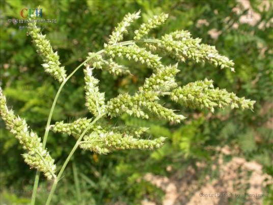 稗（禾本科稗属植物）