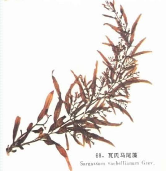 马尾藻科