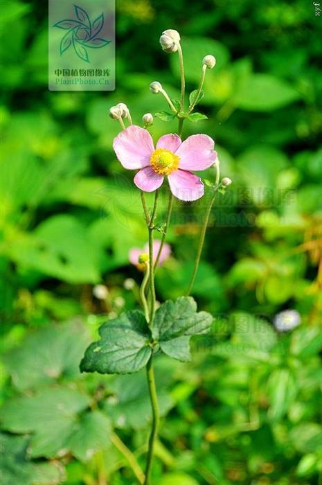 打破碗花花（毛茛科银莲花属植物）