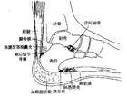 足跟痛
