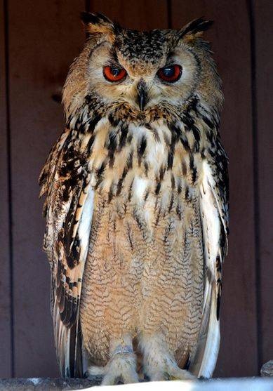 印度雕鸮