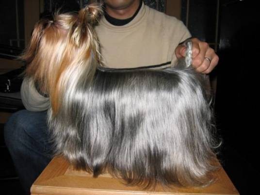夏约克猎犬