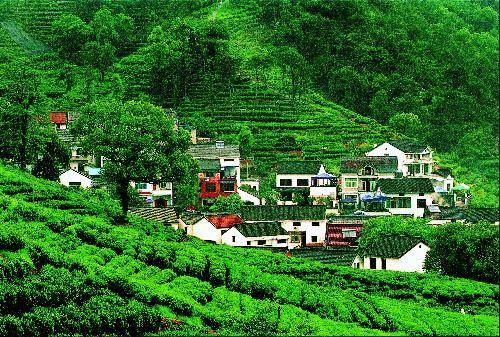 梅家坞村