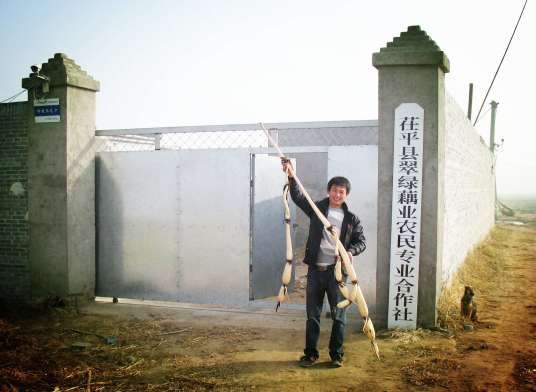 南斯拉夫雪莲藕