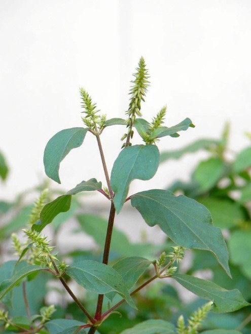 牛膝（原变种）