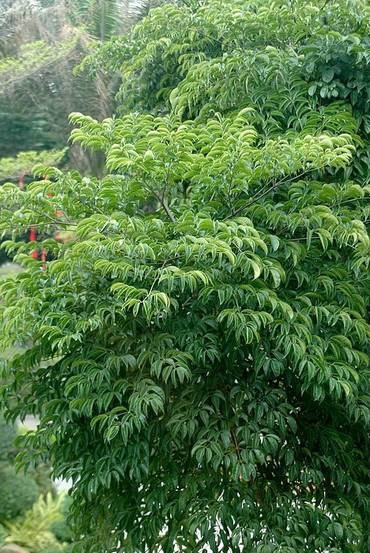幌伞枫（五加科幌伞枫属植物）