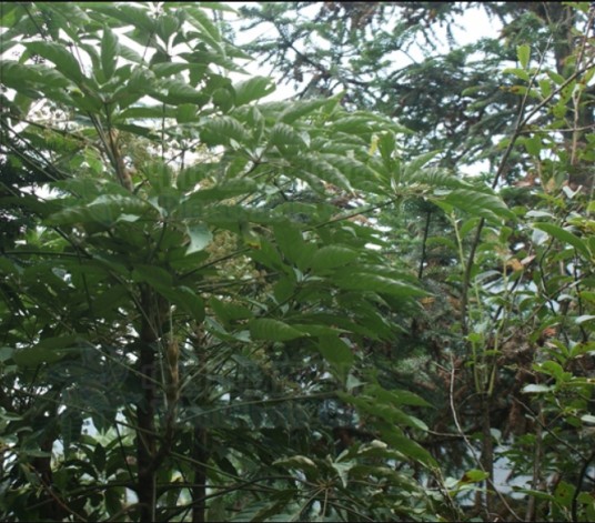 贵州鹅掌柴(五加科鹅掌柴属植物)