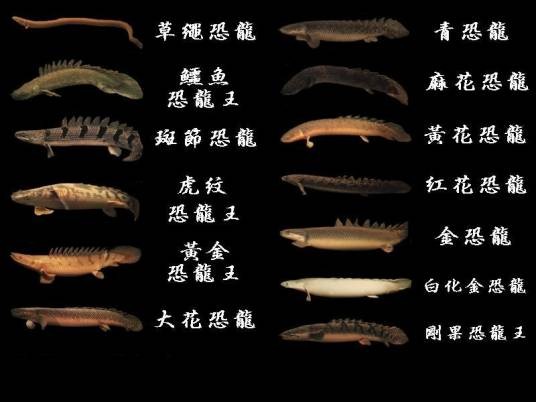 恐龙王鱼