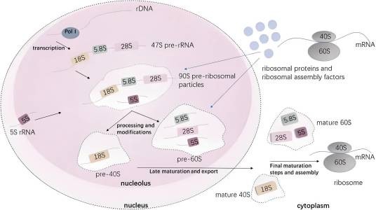 核糖体DNA