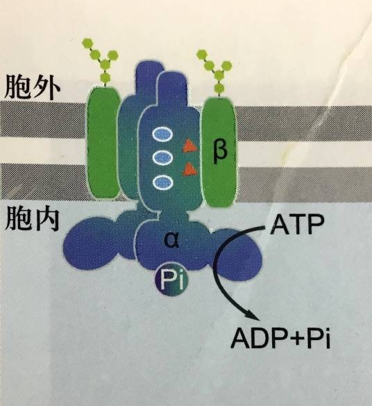植物细胞质膜质子泵