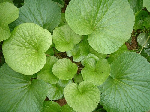 山葵（十字花科山萮菜属植物）