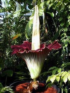 巨魔芋
