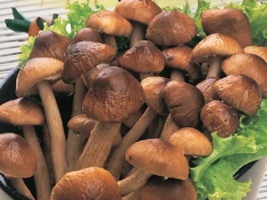 茶叶菇