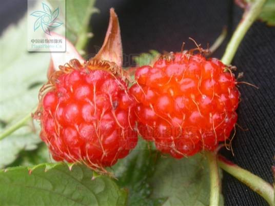 山莓（蔷薇科悬钩子属的一种植物）