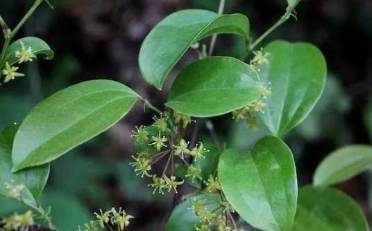 金刚果（植物）
