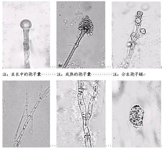 红曲霉