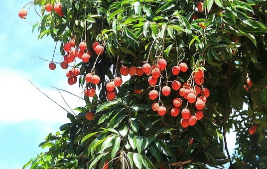 荔枝（无患子科荔枝属植物）