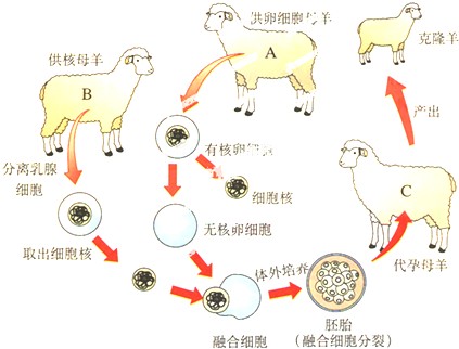 克隆（无性繁殖技术）
