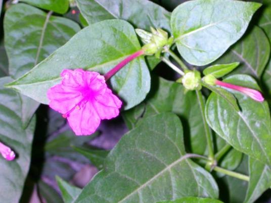 紫茉莉(紫茉莉科紫茉莉属的一种植物)
