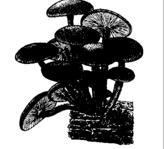 冬菇(中药材)