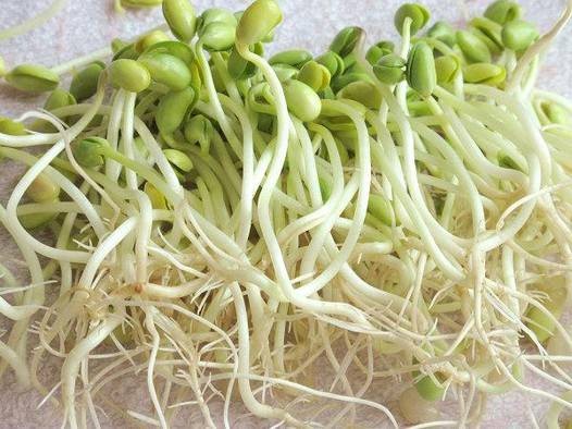 豆芽（植物）