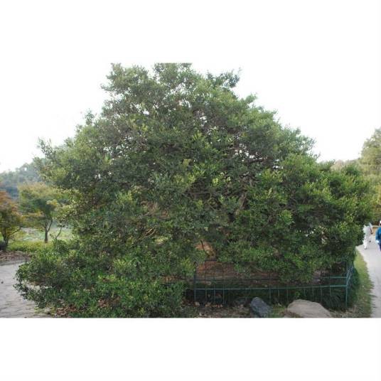 黄杨（黄杨科黄杨属植物）