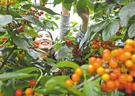 梁弄樱桃节