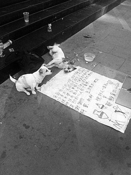 乞讨狗