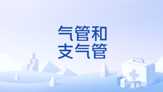 气管和支气管