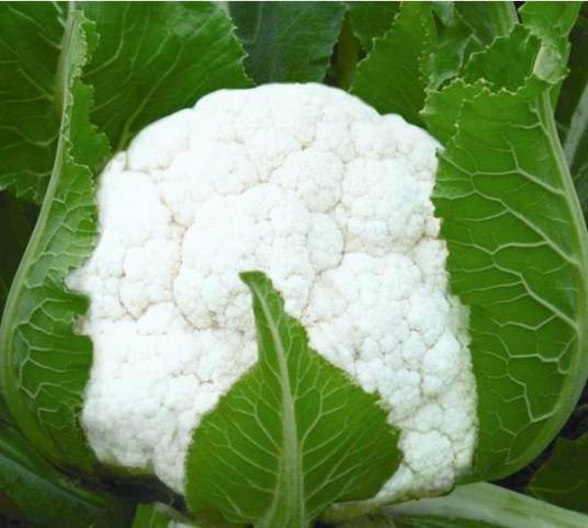 雪白（花椰菜“雪霸”别名）
