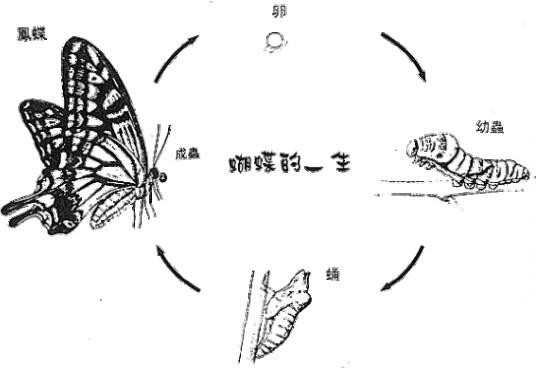 不完全变态
