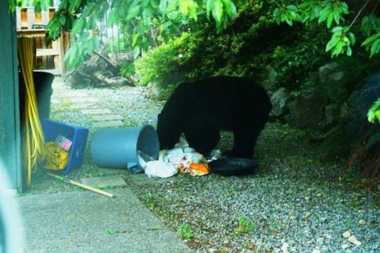 猖狂（汉语词语）