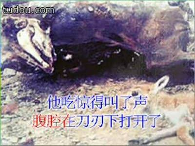 藏羚羊的跪拜