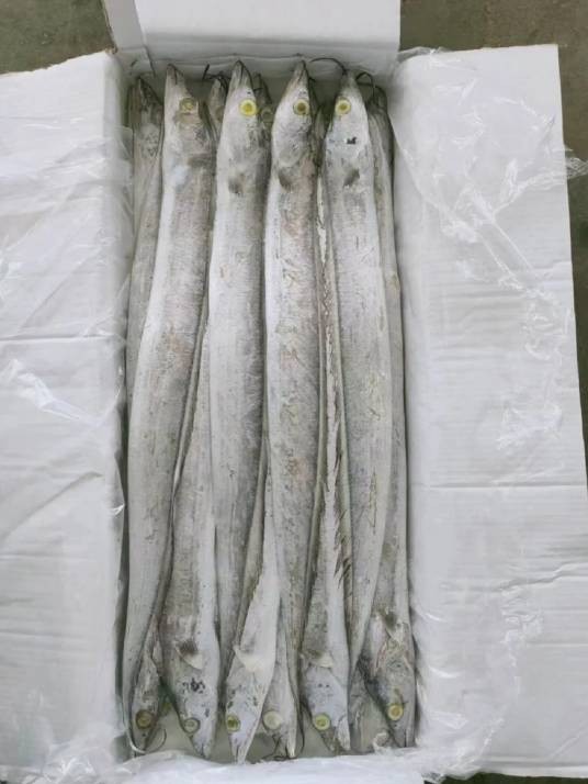 冻带鱼