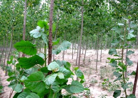 A76（杨柳科杨属植物）